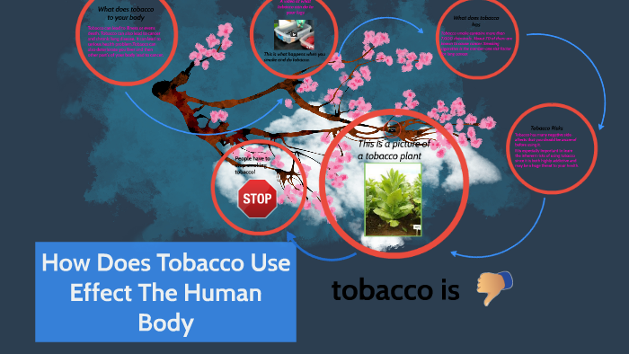 How Does Tobacco Use Affect The Human Body by jatziri chavez