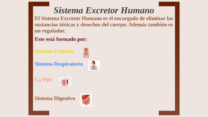 Sistema Excretor Humano by Nicolas Ortiz on Prezi