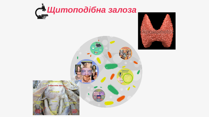 Щитоподібна залоза by Ростислав Цап on Prezi