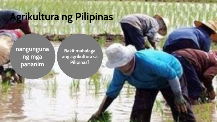 Agrikultura Ng Pilipinas By Xamoel Uy On Prezi