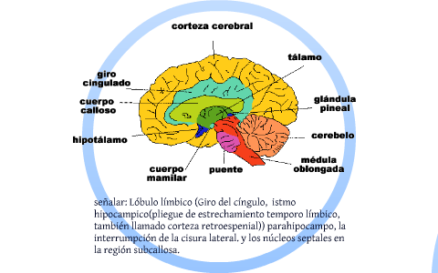 Lóbulo límbico by Sandra Morales