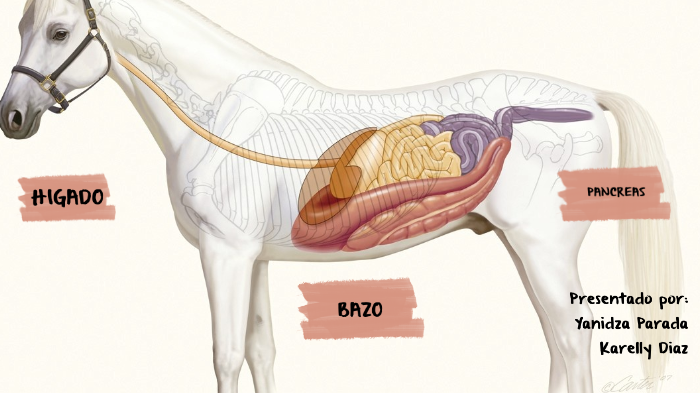 anatomía del estómago del caballo