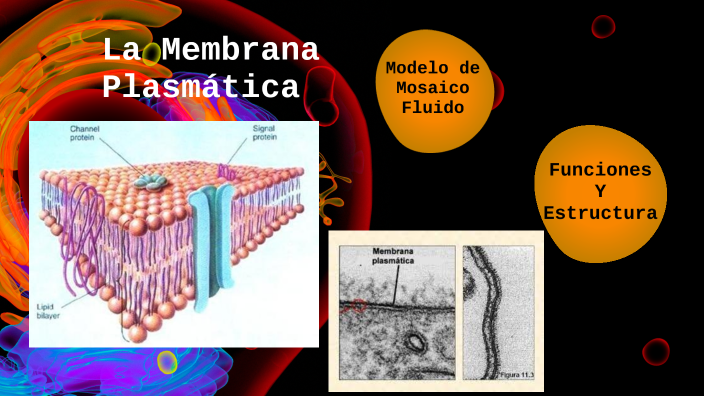 La Membrana Plasmática by Joey Villalobos on Prezi Next