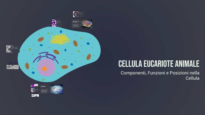 Cellula Eucariote Animale by Dora Torresan on Prezi