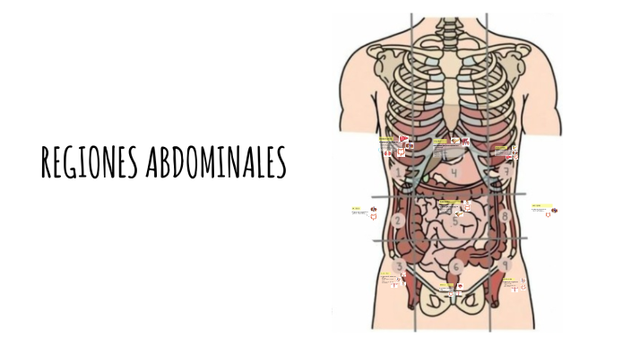 4 regiones abdominales