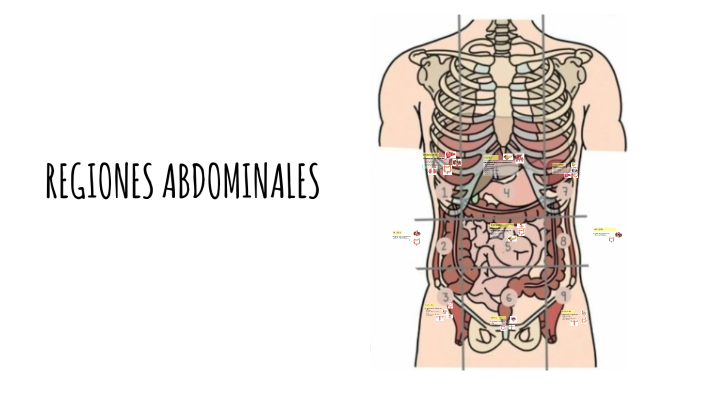 Regiones Abdominales By Mar a Victoria Carreto On Prezi