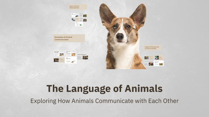Animals Using Absolute Language The Language of Animals by Kris de Noier on Prezi