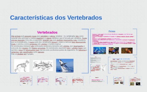 Sistema esquelético do subfilo dos vertebrados