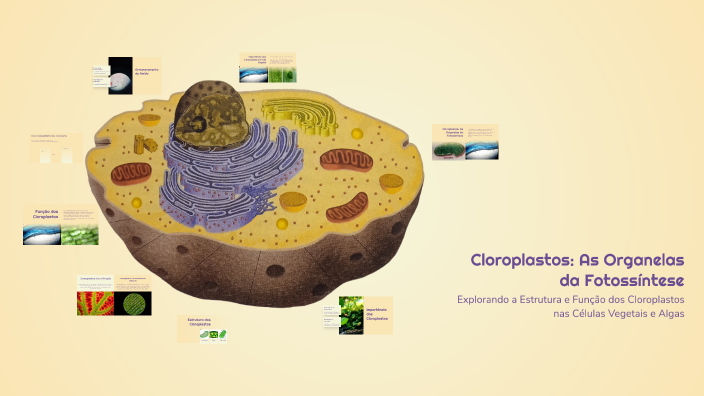 Cloroplastos: As Organelas da Fotossíntese by LUIZ irele ME on Prezi