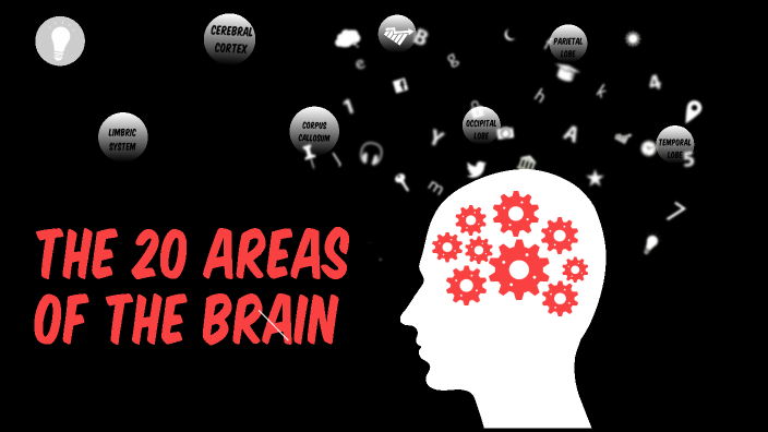 Parts of the Brain by Jackson Vucurevich on Prezi