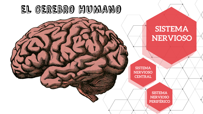 SISTEMA NERVIOSO - EL CEREBRO HUMANO by Franco Uscata Jean