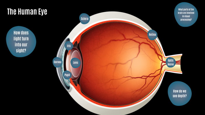 The Eye by Trevor Smick on Prezi