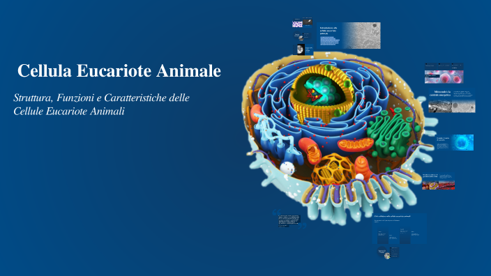 Cellula Eucariote Animale by ouiam jar on Prezi
