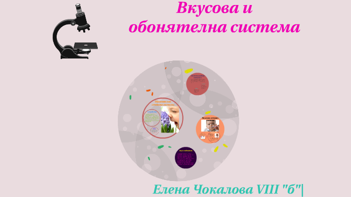 Вкусова и обонятелна система by Elena Chokalova on Prezi