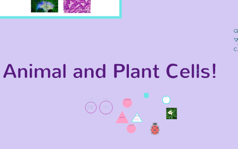 plant and animal cells by danielle eckert on Prezi