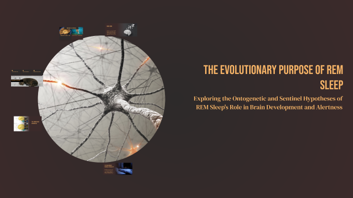 The Evolutionary Purpose of REM Sleep by hanna olson on Prezi