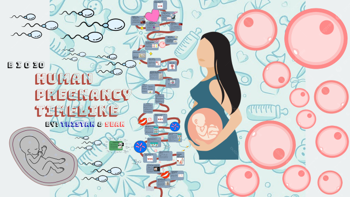The Real Pregnancy Timeline Get The Facts On Hasta Cuántas Semanas Dura Un Embarazo - 8n9rh6a