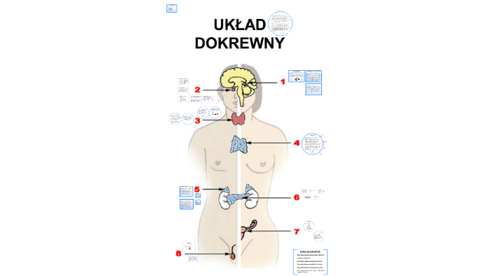 Sprawdzian 2 Gim Uklad Nerwowo Hormonalny Układ hormonalny, układ wewnątrzwydzielniczy, układ dokrewny by