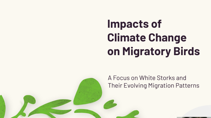 Impacts of Climate Change on Migratory Birds by Marie-Lucie on Prezi