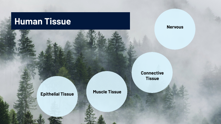 Human Body Tissue by Useni Mmunga on Prezi