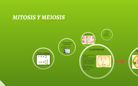 MITOSIS Y MEIOSIS by Angela Merchán on Prezi