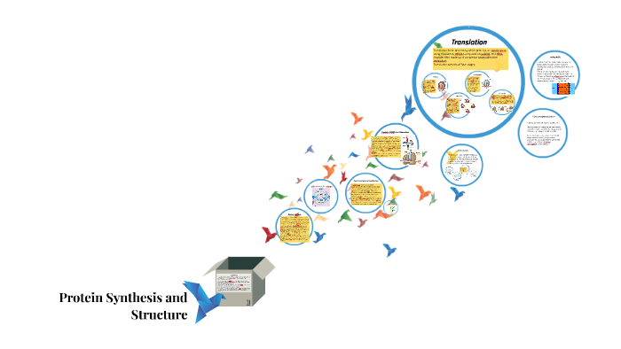 Protein Synthesis and Structure by Arin Ward