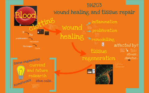 BH203 Blood clotting and wound healing by Claire Marriott