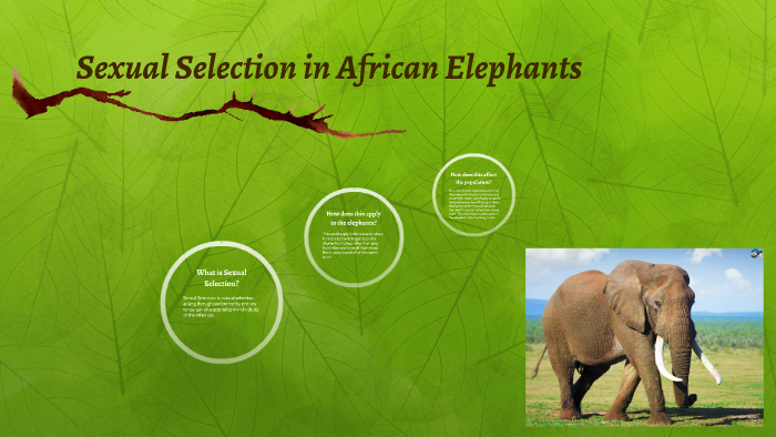 Sexual Selection In African Elephants By Madison Quiroz On Prezi 1677