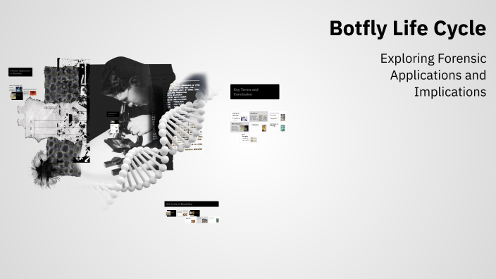 Botfly Life Cycle by Sharon Avila on Prezi