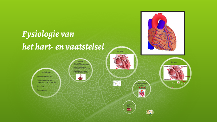 Fysiologie van het hart- en vaatstelsel by Brechtje Anthonissen on Prezi