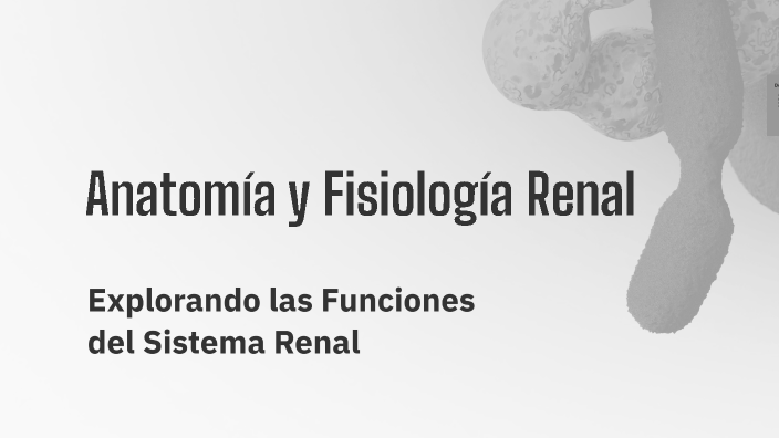 Anatomía y Fisiología Renal by Ana Laura Lucero Goycoechea on Prezi