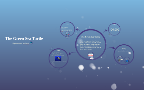 The Green Sea Turtle by Antonia Vahdat on Prezi