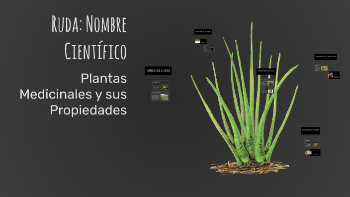 Titulos Ruda Ruda: Nombre Científico by Ligia Castro on Prezi