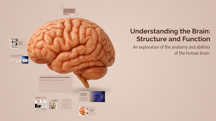 Understanding the Brain: Structure and Function by vanessa morello on Prezi