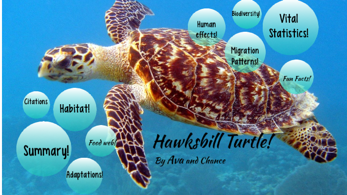 Hawksbill Sea Turtles! By: Ava and Chance by Ava Mayes