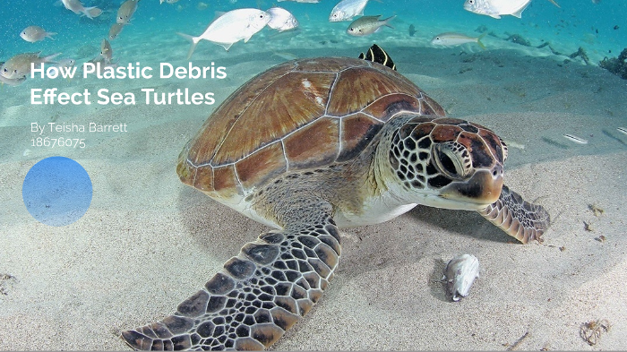 How Plastics Effect Sea Turtles by Teisha Alberts on Prezi