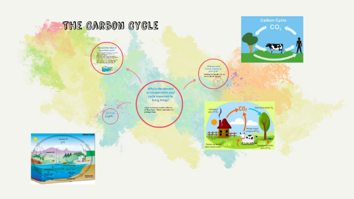 The Carbon Cycle by alyssa patterson on Prezi