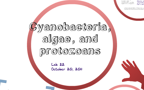 Cyanobacteria, Algae, and Protozoans by Michael Easley on Prezi