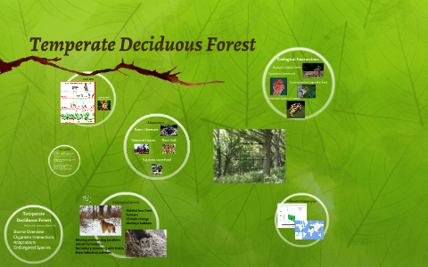 Temperate Deciduous Forest by Quinn Wu on Prezi