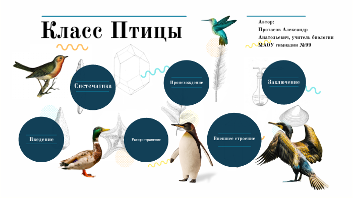 строение кожного покрова птиц. особенности покрова тела птиц. класс птицы огэ. строение кожи птиц схема. перьевой покров птиц.