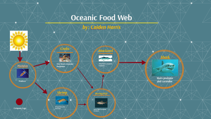 oceanic food web essay assignment