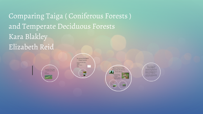 Comparing Taiga Coniferous Forests And Temperate Deciduo By