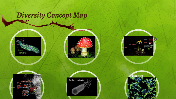 Diversity Concept Map by Sydney Graul on Prezi