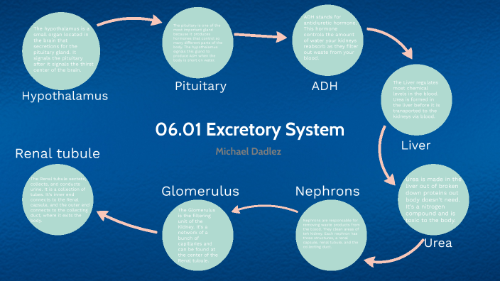 06.01 Excretory System by Michael Dadlez on Prezi