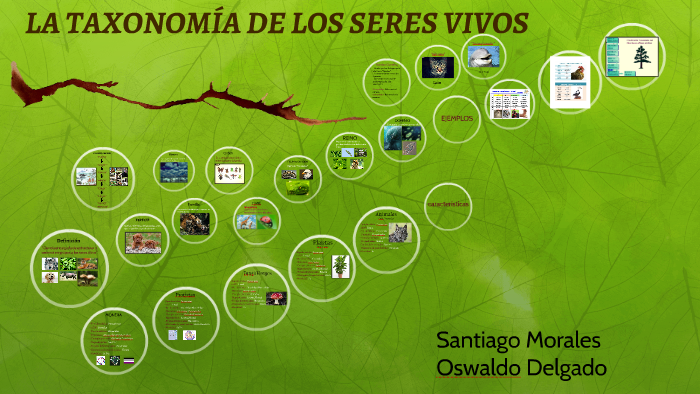 LA TAXONOMIA DE LOS SERES VIVOS By Santiago Morales On Prezi