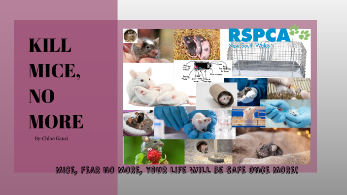 KILL MICE NO MORE By Chloe Gauci kill-mice-no-more-by-chloe-gauci