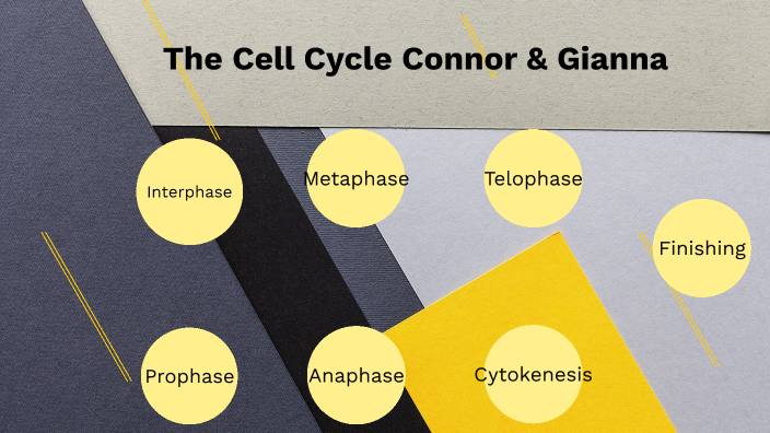 Prezi Cell Cycle Presentation By Stu Connor Robinson On Prezi Prezi Cell Cycle Presentation By Stu Connor Robinson On Prezi