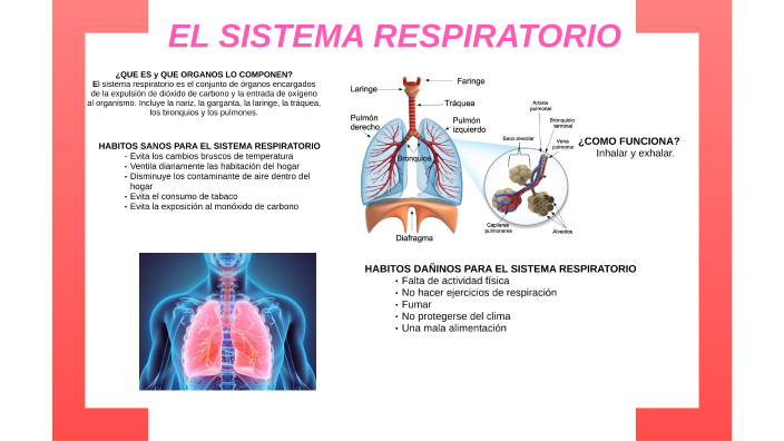 El sistema respiratorio by Mapiz Tovar on Prezi