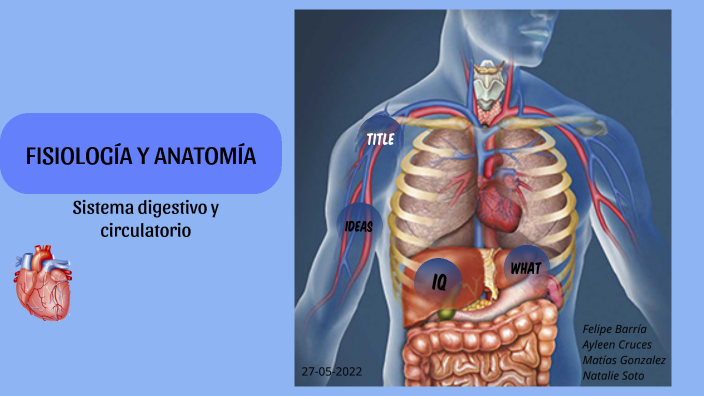 Sistema Digestivo Y Circulatorio – eroppa