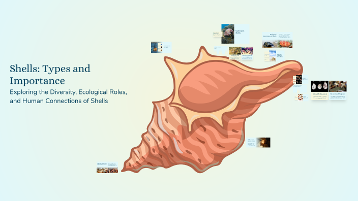 Shells: Types and Importance by Zeeshan Khan 6B 50 on Prezi